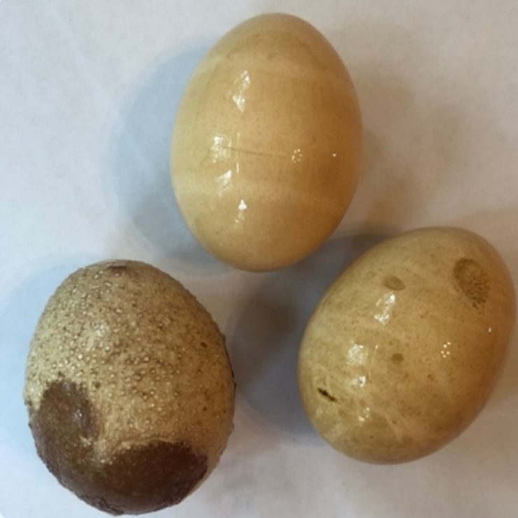 Three eggs which show deformities and discolouration due to being experimented upon